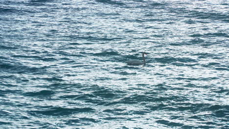 Un-Solo-Cisne-En-El-Mar-En-Cámara-Lenta.