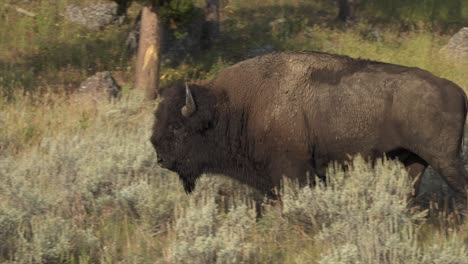 Bison-walking-out-of-frame-to-left,-Yellowstone-National-Park