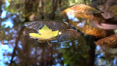 4K-Yellow-Fall-Leaf-on-a-Rock-in-a-Calm-Creek-in-Yosemite-National-Park,-California