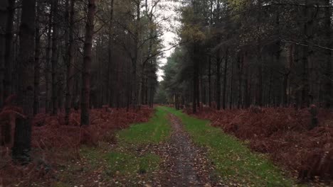 Short-video-from-the-autumn-accident-in-the-beautiful-English-forest