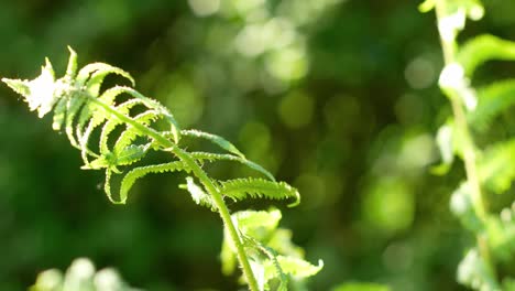 Un-Helecho-En-Primavera,-Con-Bokeh-De-Fondo