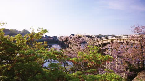 Brilliant-Spring-Morning-in-Japan,-Sunrise-over-Kintaikyo-Bridge-and-Sakura
