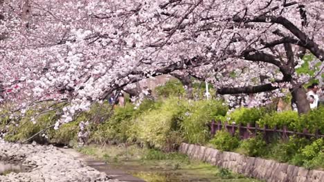 Footage-of-a-row-of-cherry-blossom-trees-by-the-water-in-Sakuranomiya-park,-Osaka,-Japan