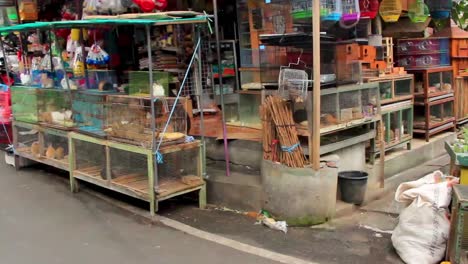 Exotic-Animal-Pet-Denpasar-Market-in-Bali,-Indonesia---Wide-180-pan-shot