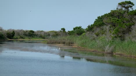 La-Garza-Se-Alimenta-En-Los-Humedales-Del-Parque-Estatal-De-Huntington-Beach,-Carolina-Del-Sur