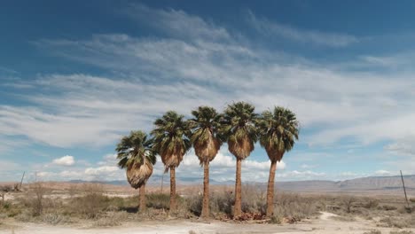 Árboles-De-Oasis-De-Slim-Creek-Con-Cielos-Azules-Aislados-En-El-Desierto-De-Nevada-A-Lo-Largo-De-La-Autopista-167-Lake-Mead,-EE.UU.