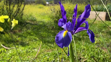 filming-with-a-close-up-of-a-blue-lily-plant-and-a-yellow-out-of-focus-flower-next-to-it,-both-with-a-slight-movement-through-the-air-in-a-green-environment-in-spring,-in-slow-motion,-Avila,-Spain