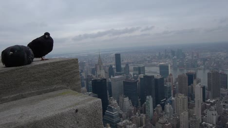 Two-pigeons-sitting-on-a-ledge-on-the-Empire-State-building-overlooking-tourists-and-Manhattan