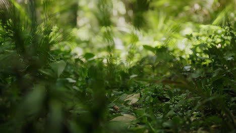 Slow-motion-close-up-shot-of-bare-feet-of-three-people-walking-on-long,-uncut-green-grass-and-other-foliage