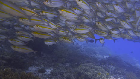 Divers-explore-shallow-coral-reefs-with-a-massive-school-of-fish-in-Raja-Ampat