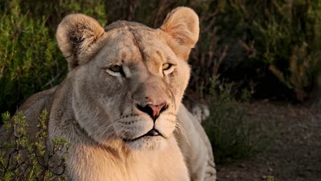 Lioness-laying-down-in-shrubs-looking-attentively-at-something-in-warm-evening-light