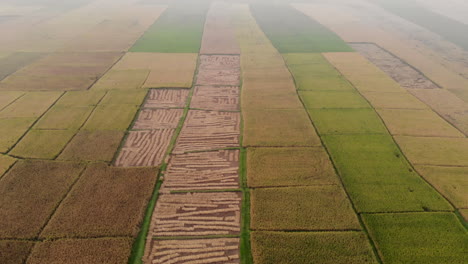 Imágenes-Aéreas-De-Un-Campo-De-Trigo-En-Las-Tierras-Planas-De-Nepal.