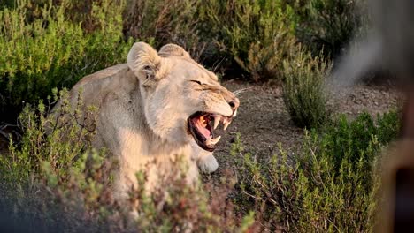 lioness-laying-down-in-short-shrubs,-yawning-to-reveal-huge-teeth