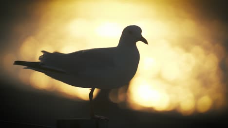 Slow-motion-seagull-at-the-beach-during-sunset-taking-off-for-flight
