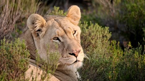 Lioness-laying-in-low-shrubs-looking-back-at-the-camera-in-warm-evening-light