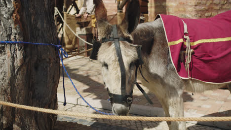 Wunderschöne-Aufnahme-In-Zeitlupe-Eines-Jungen-Esels-In-Mittelalterlicher-Tracht-Und-Rotem-Mantel-Auf-Einem-Dorffest-In-Südspanien-Während-Der-Morgendlichen-Sommersonne