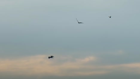 Adler-Oder-Falkenvögel-Fliegen-Bei-Sonnenuntergang-Am-Himmel---Niedriger-Winkel