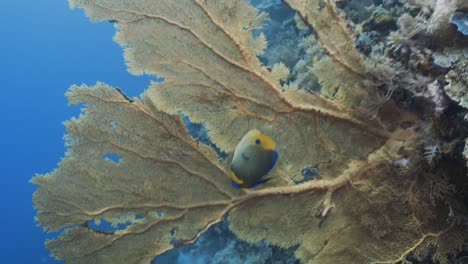 Tropical-coral-reef,-camera-moves-towards-a-gorgone-coral-with-a-angel-fish-in-Palau,-Micronesia