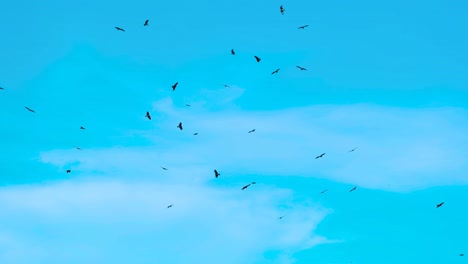 Adlervögel-Fliegen-über-Mülldeponie---Vögel-Vor-Blauem-Himmel---Aufnahme-Aus-Niedriger-Perspektive