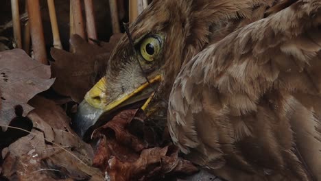 an-eagle-looks-into-the-camera-at-the-Veterinary-Clinic