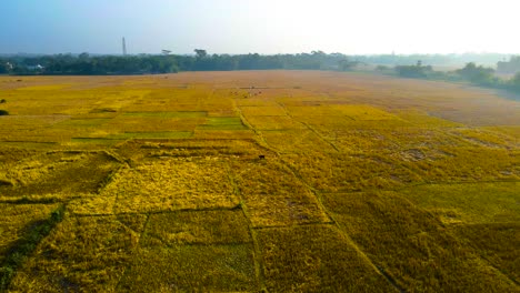 Flying-Over-Vast-Golden-Farmland-In-Rural-Bangladesh---Drone-Shot