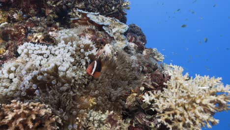 Tropisches-Korallenriff-Mit-Clownfischen,-Eine-Wunderschöne-Geweihkorallenformation-Auf-Einem-Schiffswrack-In-Palau,-Mikronesien