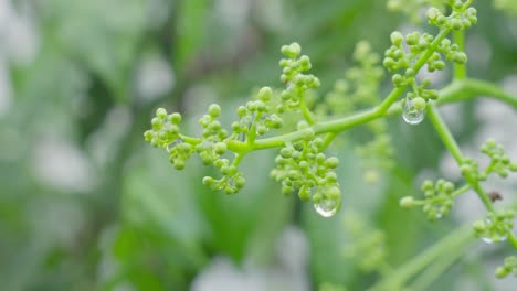 Cyclea-Peltata,-Kletterstrauch,-Südasien