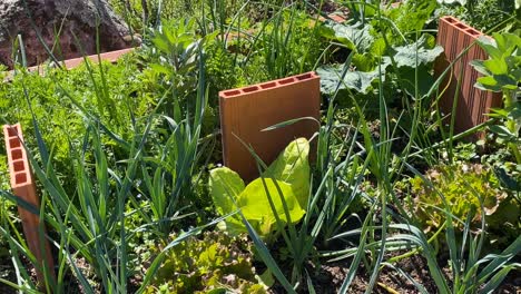 Es-Un-Jardín-En-Un-Lecho-Elevado-Profundo-Con-Una-Variedad-De-Plantas-En-Un-Proyecto-De-Permacultura-Todo-Está-Mezclado-Y-Hay-Un-Equilibrio-Hay-Lechugas,-Zanahorias,-Cebollas,-Ajos,-Frijoles,-Puerros,-Acelgas