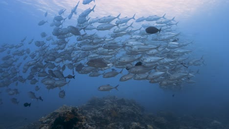 Large-school-of-big-eye-jackfish-in-backlight,-trevallies-over-a-tropical-coral-reef-in-the-pacific-ocean