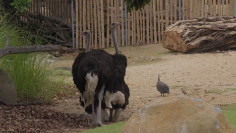 Pájaros-De-Tres-Tamaños-Diferentes:-Un-Gorrión,-Una-Pintada-Y-Un-Avestruz