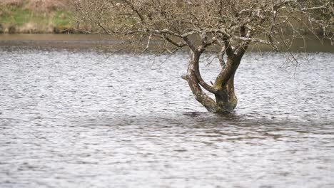 Submerged-tree-amid-the-rippling-waters-of-a-Fernworthy-Reservoir-in-Dartmoor-National-Park,-Devon,-England