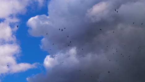Flock-of-black-ravens-circling-in-deep-blue-sky-with-dark-rainstorm-clouds
