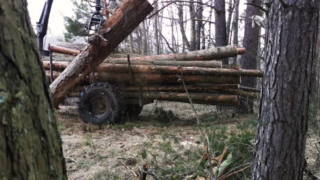 Holzfäller-Kämpft,-Um-Massive-Kiefer-Baumstamm-Mit-Traktor-Greifer-Zu-Heben