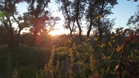 Zeitlupe-Sonnenuntergang-Glüht-Goldenes-Licht,-Das-Durch-Baumblätter-Hindurchgeht-Und-Sich-Vorwärts-Bewegt-Dolly-Zoom-Im-Madrid-Casa-De-Campo-Wald