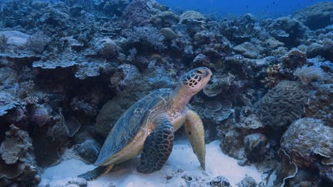 Green-Sea-Turtle-sitting-on-a-tropical-coral-reef,-then-swims-away-to-go-up-and-take-a-breath