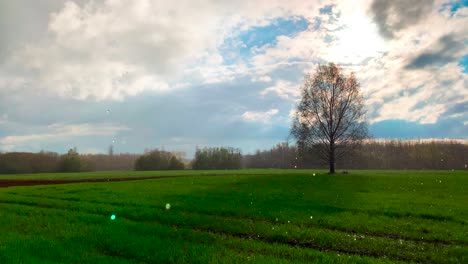 Rain-and-sun-at-the-same-time,-green-wheat-field-and-birch-tree,-Latvia