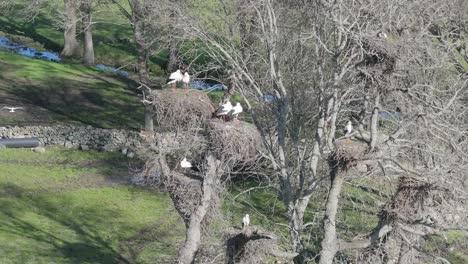 High-quality-filming-with-a-drone-of-a-group-of-storks-in-the-trees-with-their-nests-next-to-a-stream-in-70mm-and-slow-motion-we-see-one-descending-in-flight-in-winter-Avila-Spain