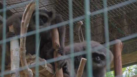 Zwei-Gibbons-Sitzen-In-Einem-Käfig