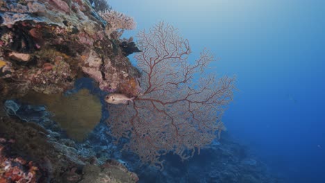 Tropical-coral-reef,-camera-moves-towards-a-gorgone-coral-with-a-soldier-fish-in-Palau,-Micronesia
