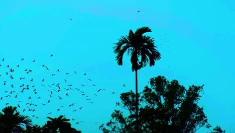 Silhouette-Of-Migratory-Birds-Flying-In-Tropical-Forest-In-Bangladesh---Low-Angle-Shot