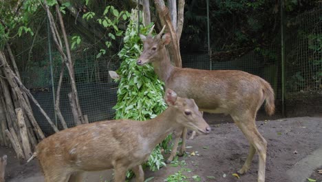 Two-deers-nibbling-on-green-leaves-from-a-feeding-trough