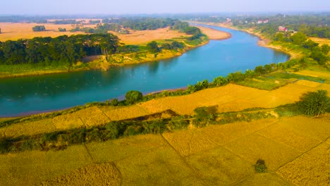 Aerial-View-of-Golden-Paddy-Fields-And-Surma-River-In-Bangladesh---Drone-Shot