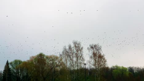 Chaotic-raven-flock-fly-in-overcast-sky-above-tree-foliage,-Latvia