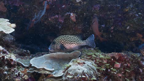 Tropischer-Süßlippenfisch-An-Einem-Korallenriff-In-Mikronesien,-Die-Kamera-Schwimmt-Auf-Den-Fisch-Zu