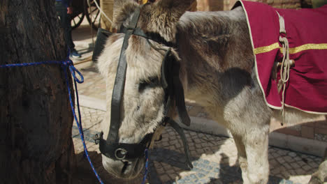 Hermosa-Foto-De-Un-Joven-Burro-Vestido-Con-Atuendo-Medieval-Y-Una-Capa-Roja-En-Una-Feria-De-Pueblo-En-El-Sur-De-España-Durante-El-Sol-De-La-Mañana-De-Verano.