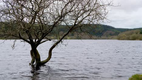 Static-footage-of-a-semi-submerged-tree-in-Fernworthy-Reservoir-in-Dartmoor-National-Park,-Devon,-England-with-mixed-forestry-in-the-background