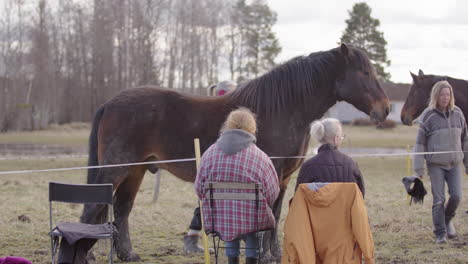 Energy-cleansing-of-horse-by-facilitator-after-horse-therapy-session