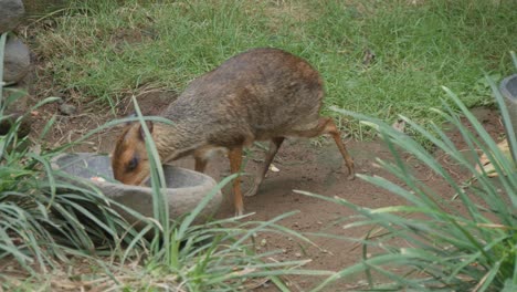 Lesser-mouse-deer-eating-food-from-a-bowl-in-the-zoo