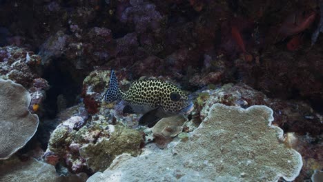 Tropical-Sweetlip-fish-on-a-coral-reef-in-Micronesia,-camera-swims-towards-the-fish