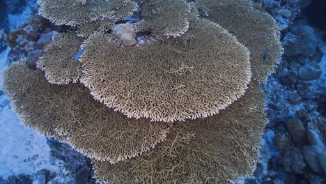 Tropical-coral-reef,-camera-swims-upwards-away-from-a-beautiful-table-coral-formation-in-Palau,-Micronesia